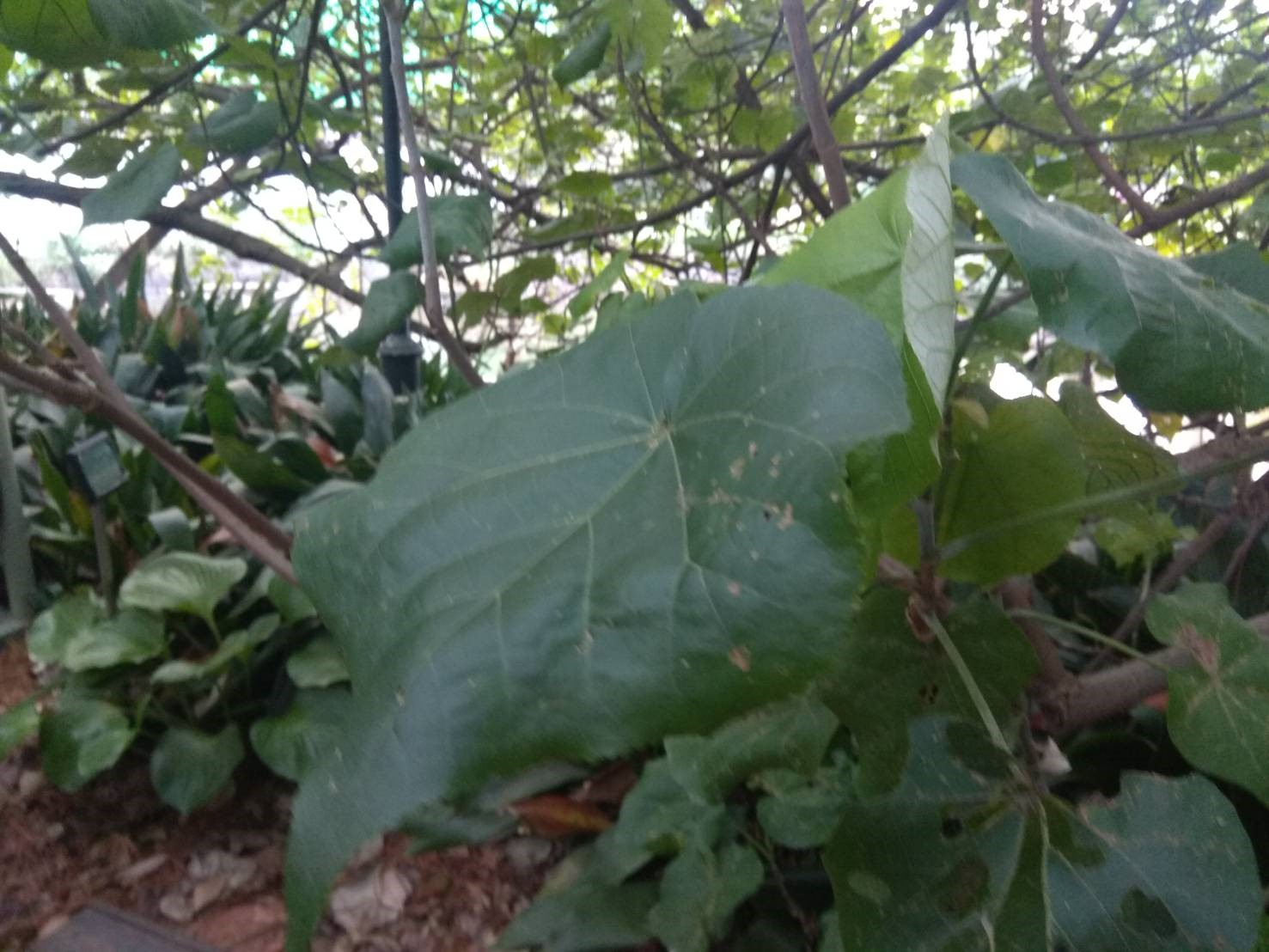 照片