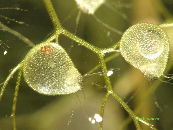 黃花狸藻的捕蟲囊