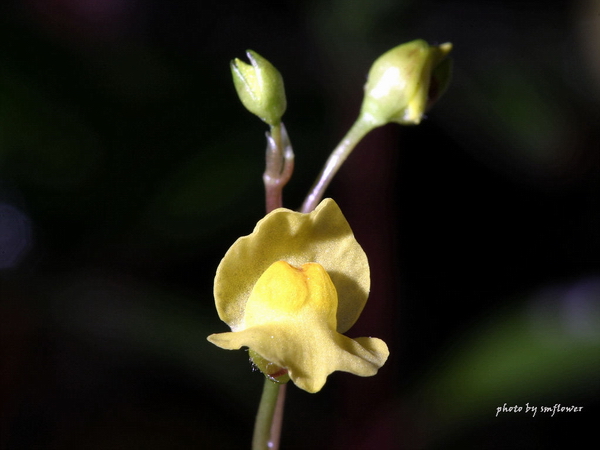 黃花狸藻開花囉